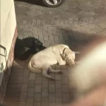 opieka zwierząt - zdjęcie ogłoszenia Opieka dwoch pieskow