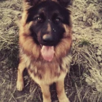 opieka zwierząt - zdjęcie profilowe użytkownika Patrycja A.
