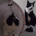 Praca dla opiekuna