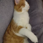 opieka zwierząt - zdjęcie ogłoszenia Potrzebna pomoc Grudziądz