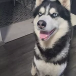 opieka zwierząt - zdjęcie profilowe użytkownika Elena M.