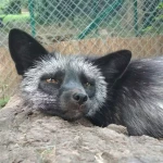 Opieka nad zwierzętami