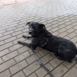 opieka zwierząt - zdjęcie ogłoszenia pies - nocleg w domu opiekuna, 21.11 - 28.12