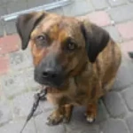 opieka zwierząt - zdjęcie profilowe użytkownika Aleksandra K.
