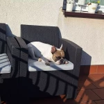 opieka zwierząt - zdjęcie ogłoszenia pies - nocleg w domu opiekuna, 19.05 - 24.05