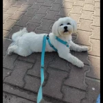 opieka zwierząt - zdjęcie ogłoszenia Opiekun zwierząt Puławy