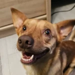 opieka zwierząt - zdjęcie ogłoszenia pies - nocleg w domu opiekuna, 25.06 - 29.06