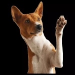 opieka zwierząt - zdjęcie profilowe użytkownika Dariusz S.