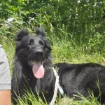 opieka zwierząt - zdjęcie ogłoszenia pies - wizyty u zwierzaka, 03.07 - 05.07