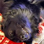 opieka zwierząt - zdjęcie ogłoszenia Szukam opiekuna dla dwóch piesków 