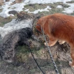 opieka zwierząt - zdjęcie profilowe użytkownika Inez R.