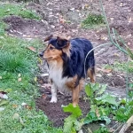 opieka zwierząt - zdjęcie ogłoszenia Spacery w Ostrówcu Świętokrzyskim