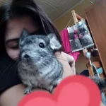 opieka zwierząt - zdjęcie profilowe użytkownika Kinga W.