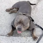 opieka zwierząt - zdjęcie ogłoszenia pies - wyprowadzanie na spacer, 17.04