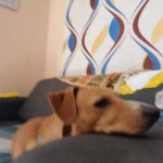 opieka zwierząt - zdjęcie profilowe użytkownika Kasia K.