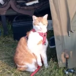 opieka zwierząt - zdjęcie ogłoszenia Szukamy opiekuna dla Muffina, kota przyjmującego leki