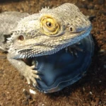 opieka zwierząt - zdjęcie profilowe użytkownika Kasia W.