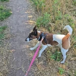 opieka zwierząt - zdjęcie ogłoszenia pies - wyprowadzanie na spacer, 06.09