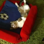 opieka zwierząt - zdjęcie ogłoszenia Opieka nad zwierzętami Tomaszów Lubelski