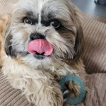 opieka zwierząt - zdjęcie ogłoszenia Opiekun zwierząt Tarnowskie Góry