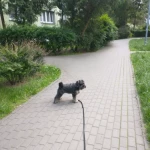 opieka zwierząt - zdjęcie ogłoszenia Szukamy osoby do opieki dla sznaucerka 8 miesięcy. Ursynów  