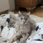 opieka zwierząt - zdjęcie ogłoszenia kot - wizyty u zwierzaka, 28.07 - 17.08
