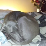 opieka zwierząt - zdjęcie profilowe użytkownika Ola S.