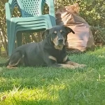 opieka zwierząt - zdjęcie ogłoszenia pies - wyprowadzanie na spacer, 21.03 - 03.04