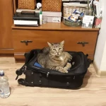opieka zwierząt - zdjęcie profilowe użytkownika Kamila K.