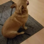 opieka zwierząt - zdjęcie profilowe użytkownika Paulina R.