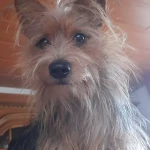 opieka zwierząt - zdjęcie ogłoszenia pies - nocleg w domu opiekuna, 23.04 - 13.05