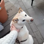 opieka zwierząt - zdjęcie ogłoszenia pies - wyprowadzanie na spacer, 08.04 - 08.04