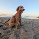 opieka zwierząt - zdjęcie ogłoszenia pies - nocleg w domu opiekuna, 26.03 - 27.03