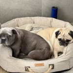 opieka zwierząt - zdjęcie ogłoszenia 2 psy - nocleg w domu opiekuna, 23.04 - 27.04