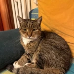 opieka zwierząt - zdjęcie ogłoszenia Szukamy opiekuna zwierząt