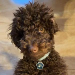 opieka zwierząt - zdjęcie ogłoszenia pies - nocleg w domu opiekuna, 16.05 - 20.05