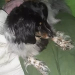 opieka zwierząt - zdjęcie profilowe użytkownika Magda R.