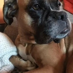 opieka zwierząt - zdjęcie profilowe użytkownika Malgorzata C.
