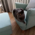 opieka zwierząt - zdjęcie profilowe użytkownika Joanna P.