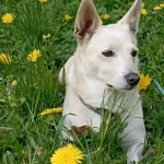 opieka zwierząt - zdjęcie ogłoszenia Opiekun zwierząt poszukiwany