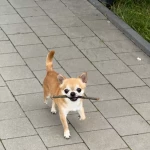 opieka zwierząt - zdjęcie ogłoszenia Szukam opiekunki do Chihuahua
