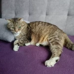 opieka zwierząt - zdjęcie profilowe użytkownika Ewa S.