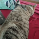 opieka zwierząt - zdjęcie ogłoszenia Nakarm i pogłaszcz 