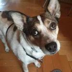 Opieka nad zwierzętami
