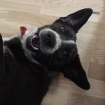 opieka zwierząt - zdjęcie profilowe użytkownika Weronika K.