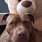 opieka zwierząt - zdjęcie profilowe użytkownika Natalia C.