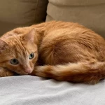 opieka zwierząt - zdjęcie ogłoszenia Opieka zwierząt Warszawa, Ursynów