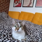 opieka zwierząt - zdjęcie ogłoszenia kot - nocleg w domu opiekuna, 04.05 - 18.05