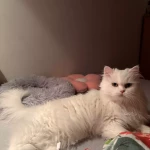 opieka zwierząt - zdjęcie ogłoszenia Potrzebna pomoc Tarnowskie Górylu