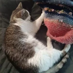 opieka zwierząt - zdjęcie ogłoszenia Opieka zwierząt Łomża